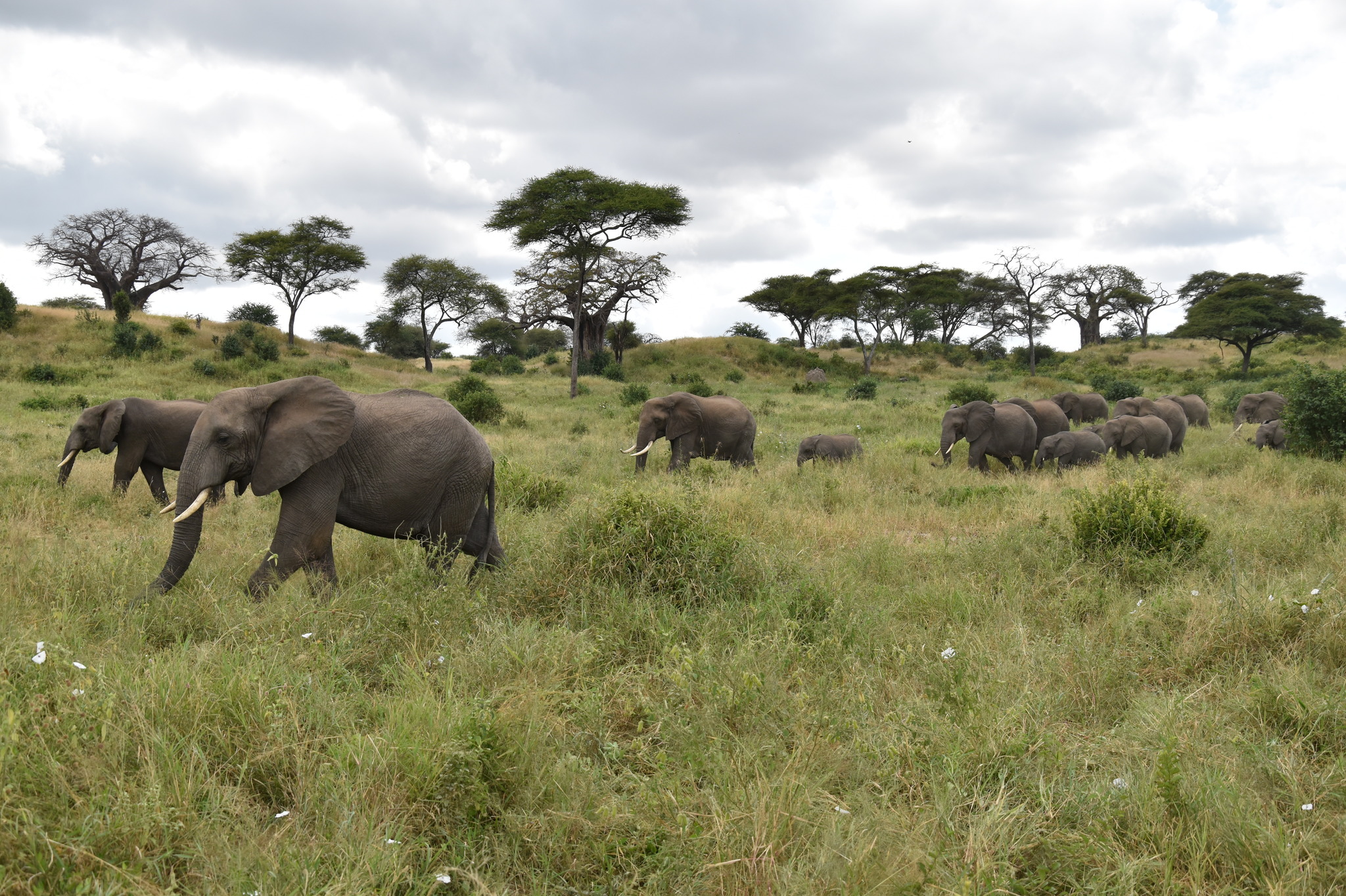 Loxodonta africanas